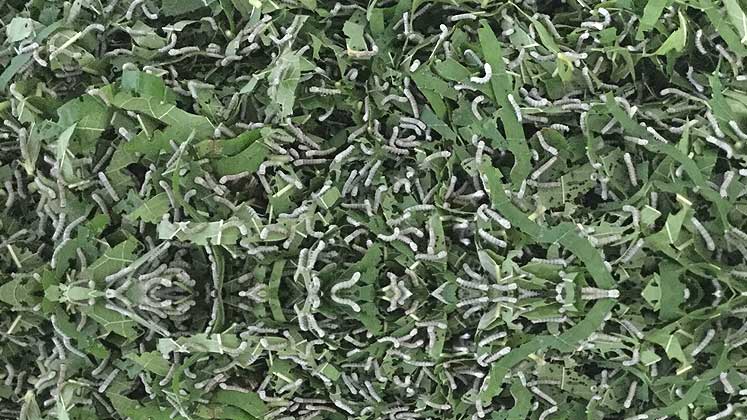 Kraig Labs’ Vietnam factory signs lease to expand production capacity